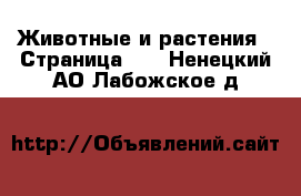  Животные и растения - Страница 19 . Ненецкий АО,Лабожское д.